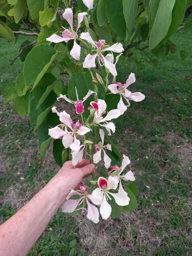 Bauhinia monandra observed 2026-10-20