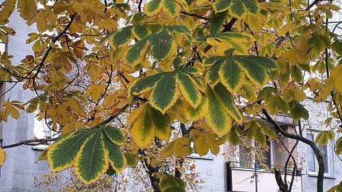 horse-chestnut photograph by the iNaturalist community