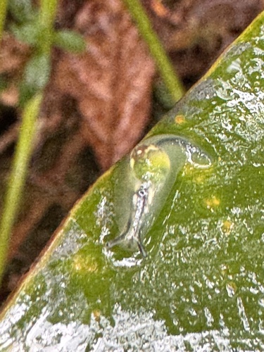 Drymaeus observed 2026-10-23