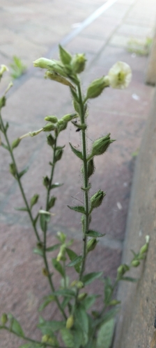 desert tobacco