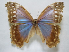 Morpho menelaus amathonte