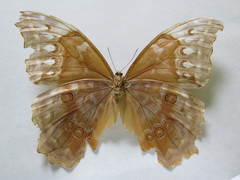 Morpho menelaus amathonte