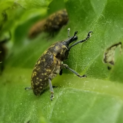 Turbine Cylindrical Weevil photo 5