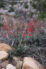 Penstemon utahensis