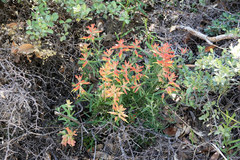 Castilleja tenuiflora