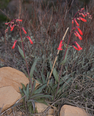 Penstemon utahensis