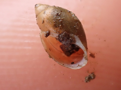 Physella acuta observed 2026-10-21