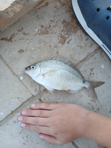 Diplodus noct observed 2026-10-23