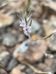 Polygonum californicum