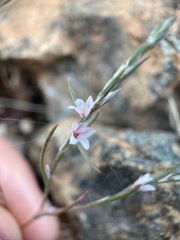 Polygonum californicum