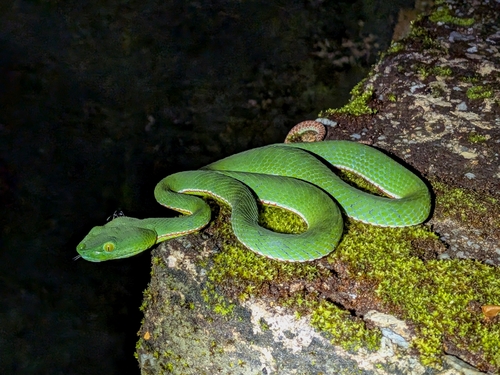 Trimeresurus popeiorum observed 2026-10-23