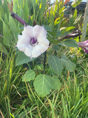 Datura metel observed 2026-10-23