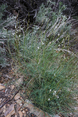 Astragalus remotus