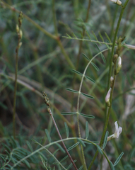 Astragalus remotus