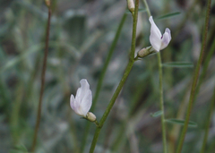 Astragalus remotus