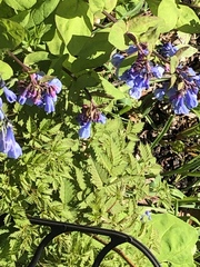 Mertensia virginica