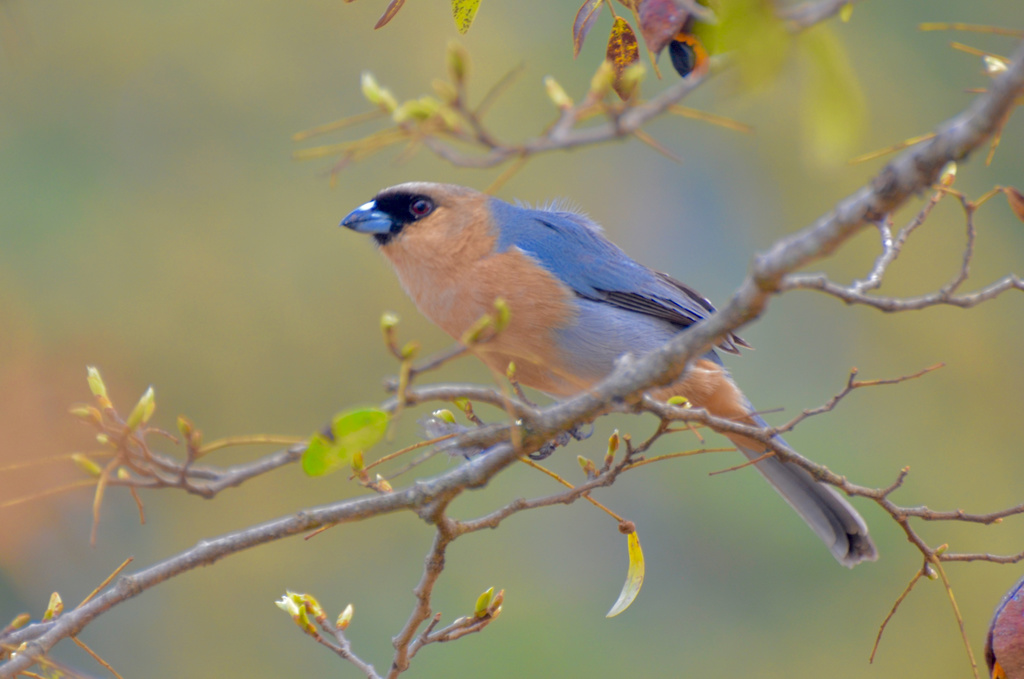 Cinnamon Tanager