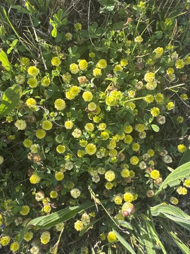 Trifolium campestre observed 2026-10-23