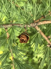 Larix laricina