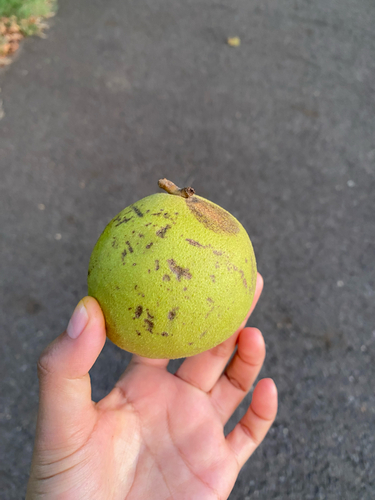 eastern black walnut photograph by the iNaturalist community