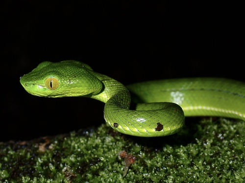 Trimeresurus popeiorum observed 2026-10-18