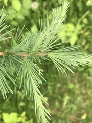 Larix laricina