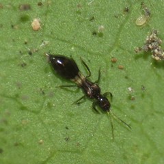 Franklinothrips vespiformis