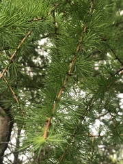 Larix laricina
