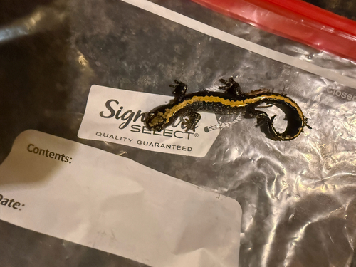 Ambystoma macrodactylum, 2026-10-23