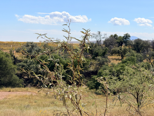 Prosopis velutina, 2026-10-18