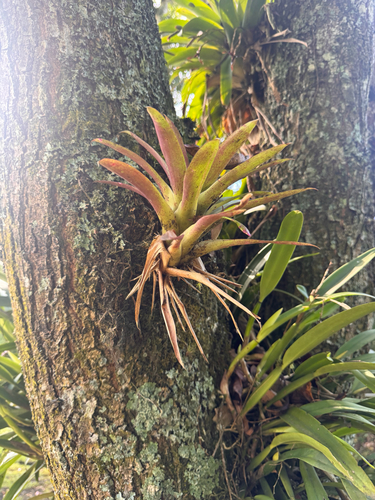 Tillandsia complanata, 2026-10-23