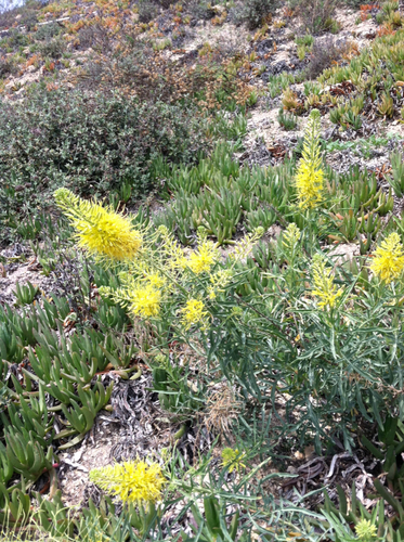 Stanleya pinnata var. pinnata