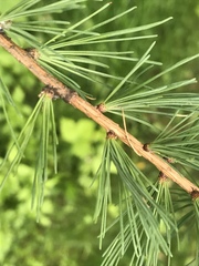 Larix laricina