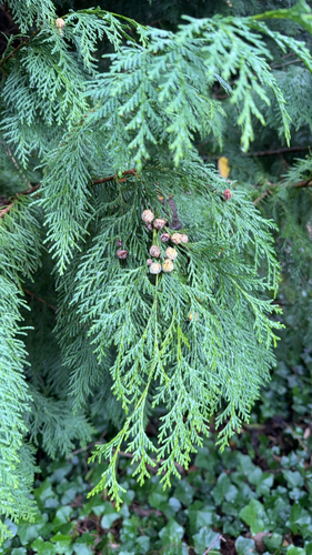 Chamaecyparis lawsoniana observed 2026-10-23