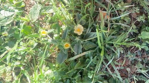Rhynchosida physocalyx, 2026-10-23
