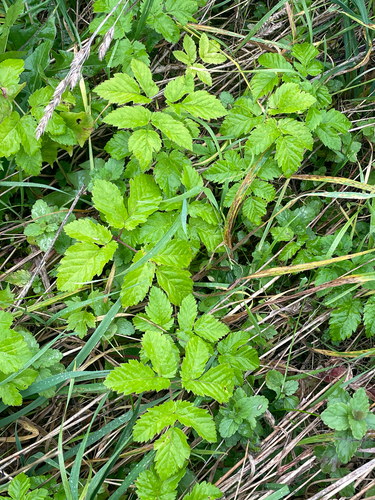Goutweed photograph by the iNaturalist community