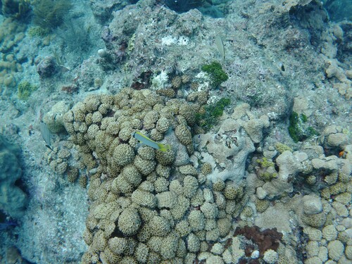 Chaetodon ocellatus observed 2026-10-17