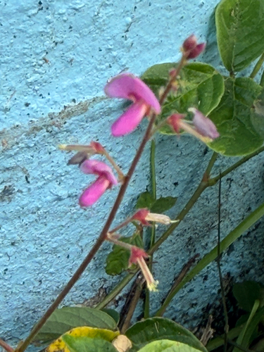 Desmodium incanum observed 2026-10-23