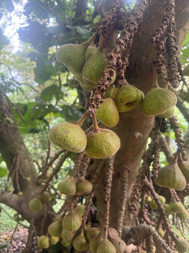 Ficus auriculata observed 2026-10-22