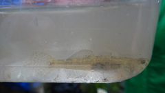 Eucyclogobius newberryi