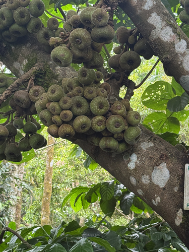 Ficus auriculata observed 2026-10-23