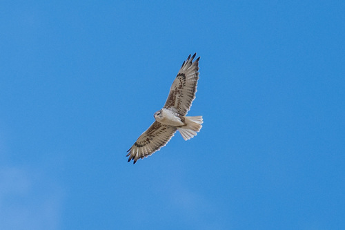 Ferruginous Hawk