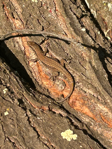 Common Wall Lizard photograph by the iNaturalist community