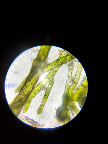 Vaucheria observed 2026-10-21