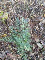 Lomatium congdonii