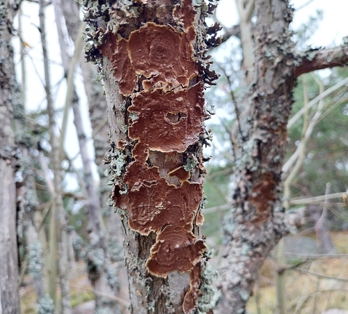 Hydnoporia tabacina observed 2026-10-23
