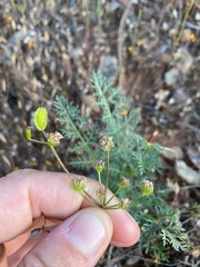 Lomatium congdonii