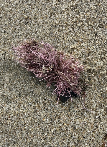 Lithothrix aspergillum observed 2026-10-22