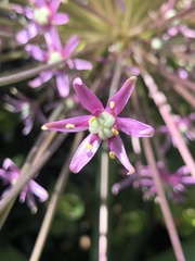 Allium schubertii