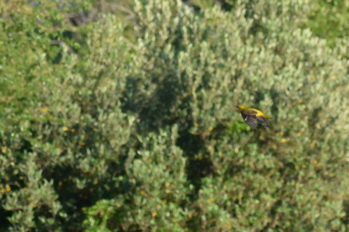 iNaturalist image